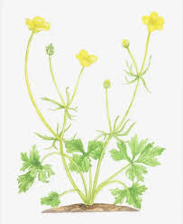 Attēlu rezultāti vaicājumam “Ranunculus auricomus leaf”