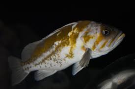 Image result for Sebastes