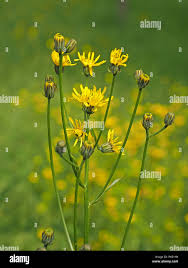 Attēlu rezultāti vaicājumam “Crepis paludosa flower”
