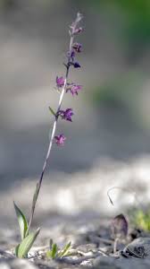 Attēlu rezultāti vaicājumam “Epipactis atrorubens flower”