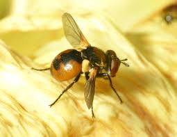 Attēlu rezultāti vaicājumam “Gymnosoma sp.”