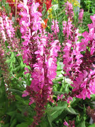 Attēlu rezultāti vaicājumam “Salvia nemorosa fruit”