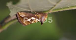 Attēlu rezultāti vaicājumam “Plusia festucae”