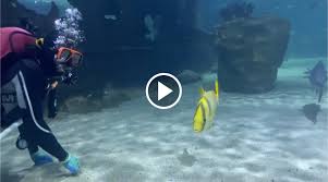 Image result for Cleveland Divers