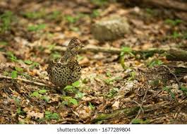 Attēlu rezultāti vaicājumam “Tetrastes bonasia juvenile”