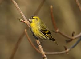Attēlu rezultāti vaicājumam “Carduelis spinus male”