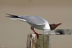 Attēlu rezultāti vaicājumam “Larus ridibundus”