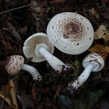 Attēlu rezultāti vaicājumam “Diplomitoporus flavescens”