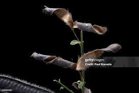 Attēlu rezultāti vaicājumam “Cytisus scoparius fruit”