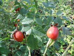 Attēlu rezultāti vaicājumam “Rosa subcanina”