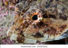 Image result for Myoxocephalus scorpioides
