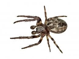 Attēlu rezultāti vaicājumam “Larinioides cornutus”