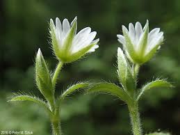 Attēlu rezultāti vaicājumam “Cerastium holosteoides flower”