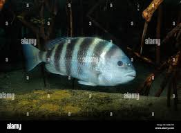 Image result for Archosargus probatocephalus
