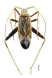 Attēlu rezultāti vaicājumam “Phytocoris sp.”