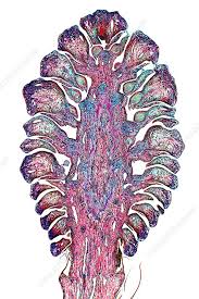 Attēlu rezultāti vaicājumam “Pinus sylvestris female flower”