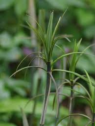 Attēlu rezultāti vaicājumam “Polygonatum verticillatum”