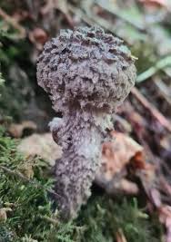 Attēlu rezultāti vaicājumam “Strobilomyces strobilaceus”