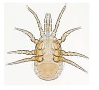 Attēlu rezultāti vaicājumam “Mesostigmata”