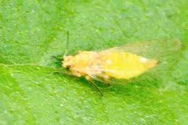 Attēlu rezultāti vaicājumam “Trioza dispar nymph”