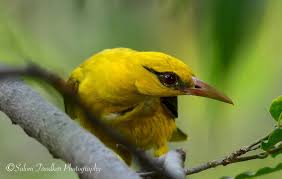 Attēlu rezultāti vaicājumam “Oriolus oriolus male”