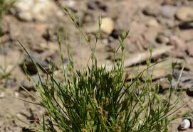 Attēlu rezultāti vaicājumam “Juncus bufonius fruit”