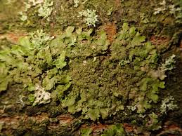 Attēlu rezultāti vaicājumam “Melanohalea exasperata”