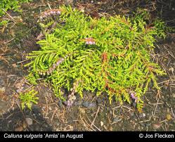 Attēlu rezultāti vaicājumam “Calluna vulgaris leaf”