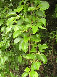 Attēlu rezultāti vaicājumam “Celastrus flagellaris”