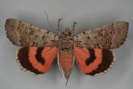 Attēlu rezultāti vaicājumam “Catocala pacta”