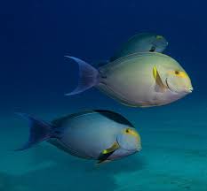 Image result for Acanthurus xanthopterus