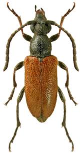 Attēlu rezultāti vaicājumam “Pseudovadonia livida”