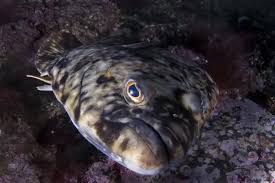 Image result for Hippoglossus hippoglossus