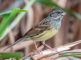 Image result for Emberiza spodocephala