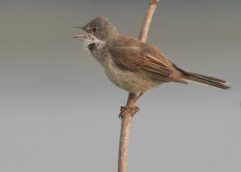 Attēlu rezultāti vaicājumam “Sylvia communis”