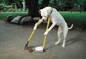 U.S. Waters Polluted by 10 Million Tons of Dog Poop | Animal ...