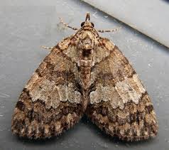 Attēlu rezultāti vaicājumam “Hydriomena impluviata”