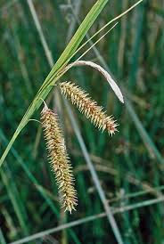 Attēlu rezultāti vaicājumam “Carex pseudocyperus”