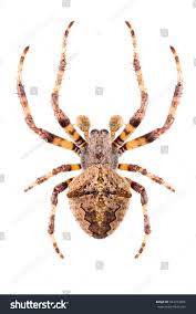 Attēlu rezultāti vaicājumam “Araneus angulatus”