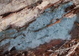 Attēlu rezultāti vaicājumam “Byssocorticium atrovirens”