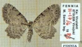 Attēlu rezultāti vaicājumam “Anticollix sparsata”