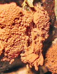 Attēlu rezultāti vaicājumam “Heterotrichia oerstedii (syn. Arcyria oerstedii) macro”