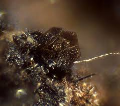 Attēlu rezultāti vaicājumam “Licea minima macro”