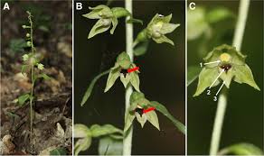Attēlu rezultāti vaicājumam “Epipactis”