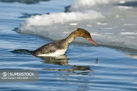 Attēlu rezultāti vaicājumam “Mergus serrator female”