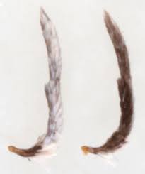 Attēlu rezultāti vaicājumam “Yponomeuta plumbella”