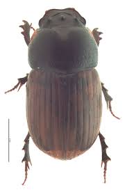 Attēlu rezultāti vaicājumam “Aphodius subterraneus”