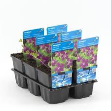 Attēlu rezultāti vaicājumam “Geranium palustre fruit”