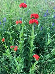 Attēlu rezultāti vaicājumam “Silene chalcedonica”