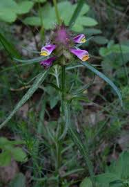 Attēlu rezultāti vaicājumam “Melampyrum cristatum leaf”